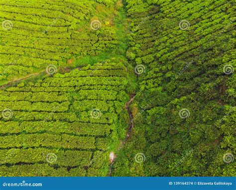 Aerial View of Tea Plantation, Shot from Drone Stock Photo - Image of countryside, aerial: 139164374