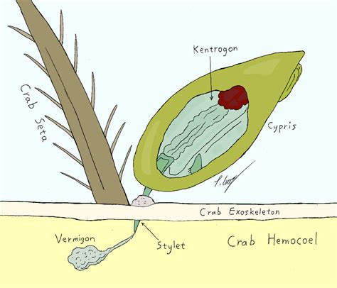 The crab-castrating parasite that zombifies its prey