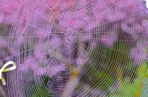 Spiders' Web | The purple background came from the leaves fr… | Flickr