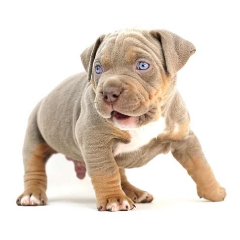 Bully puppies for sale - taiacyber