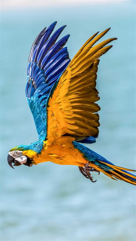 Parrot iPhone Wallpapers - Wallpaper Cave