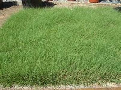 Buffalo Grass - Alpha Nursery & Garden Center