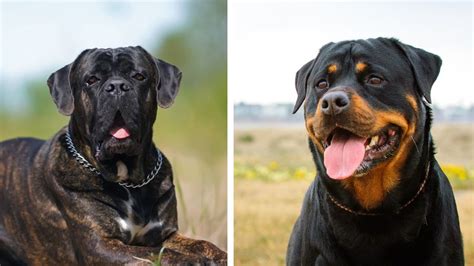 Cane Corso vs Rottweiler: Which breed is right for you? | PetsRadar