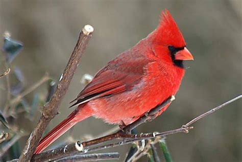 Cardinal Bird Wallpapers - Wallpaper Cave