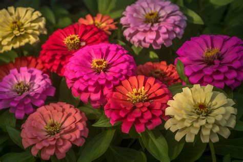 Zinnia Flower Meaning, Symbolism & Spiritual Significance - Foliage ...