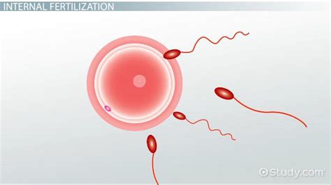 Internal & External Fertilization | Definition & Differences - Lesson | Study.com