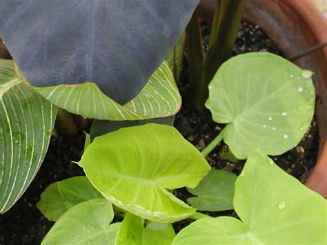 Leaves | A nice contrast in tropical leaf colors. Canna 'Pre… | Flickr