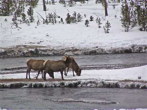 Yellowstone Part II - Winter - FOREVER TOURING