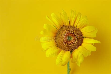 Sunflower on a Yellow Background. Stock Photo - Image of floral, nature: 124544282