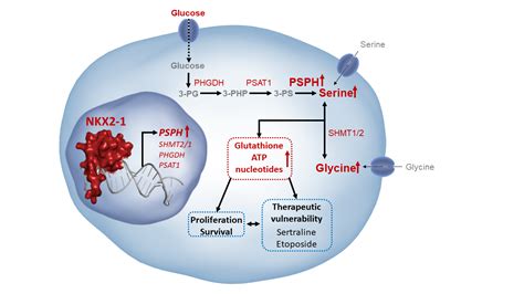 Transcription factor NKX2-1 drives serine and glycine synthesis addiction in cancer | Research ...