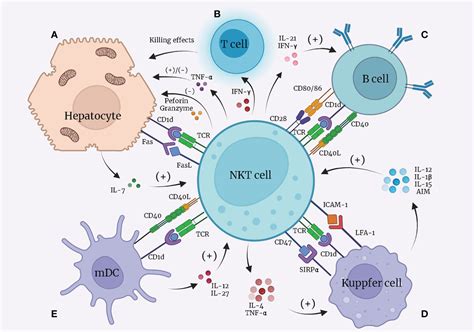 Frontiers | New insights into iNKT cells and their roles in liver diseases