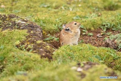 Plateau pikas seen by lakeside on Qinghai-Tibet plateau