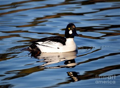 Common Goldeneye Duck 3 Photograph by Terry Elniski