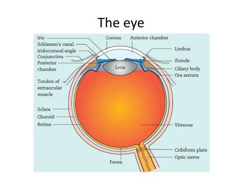 PPT - Anatomy And Embryology Of The Eye And Ocular Adnexa PowerPoint ...