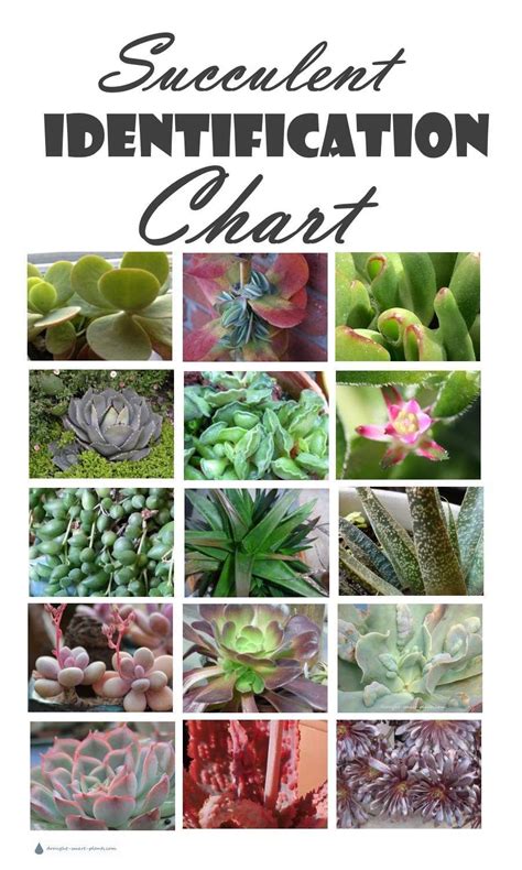 Succulent Identification Chart - gathering descriptions and names for all kinds of succulents is ...