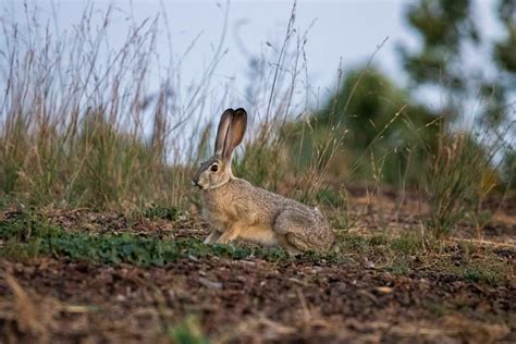 How Fast Can A Rabbit Run? - Bunny Parents