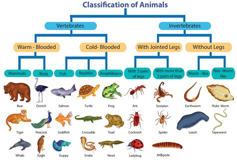 Top 118+ How can we classify animals - Merkantilaklubben.org