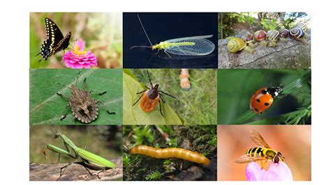 Bugs: Garden Friends or Foes? - Laidback Gardener