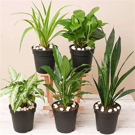 Buy 5 Best Indoor Plants Pack online from Nurserylive at lowest price.