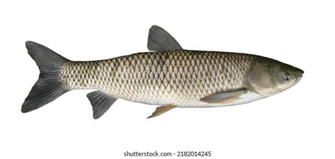 2,735 Amur Fish Images, Stock Photos, 3D objects, & Vectors | Shutterstock