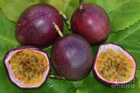 Passion Fruit Harvest Photograph by Olga Hamilton - Fine Art America