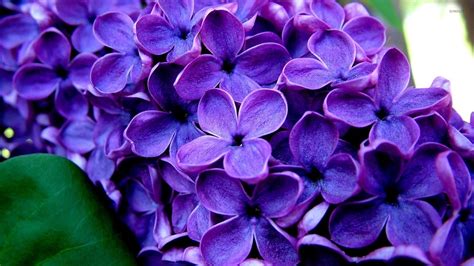 Lilac Flowers Wallpaper - WallpaperSafari