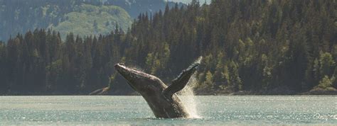 When is the Best Time to See Whales in Alaska?