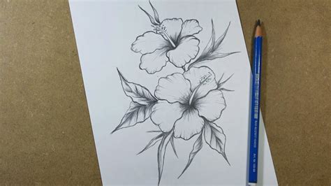 Hibiscus Flower Flowers Drawing Pictures Pencil - michelleagner1