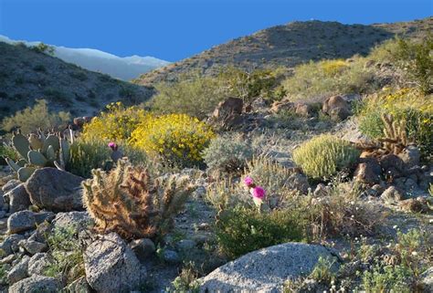 Coachella Valley Wildflower Festival Starts Bloomin’ Season