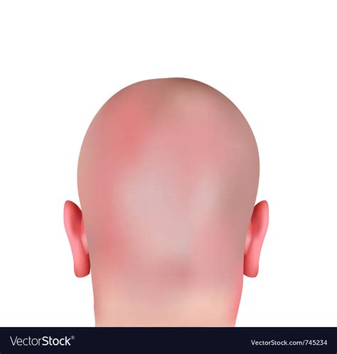 Realistic bald head Royalty Free Vector Image - VectorStock