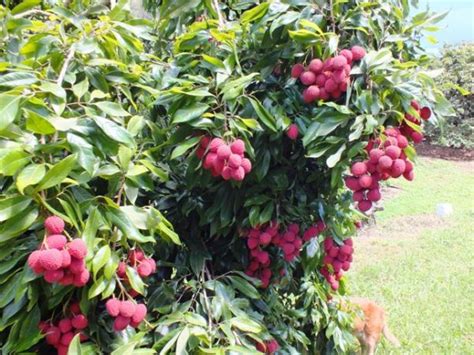 Lychee season draws visitors to farm