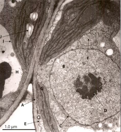 Transmission Electron Microscope Images Of Cells