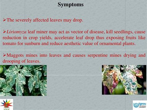 PPT - Identification, Symptoms and nature of damage: Leaf miner ...