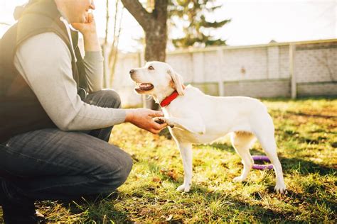 How to Become a Service Dog Trainer in 2022 | Salary