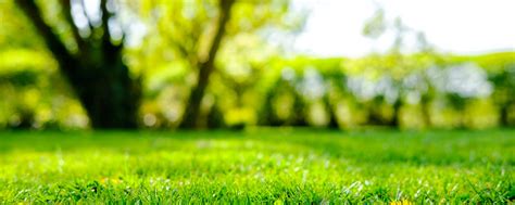 10 Best Tips for Spring Lawn Care | MachineFinder