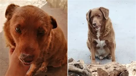 Oldest Dog Ever Record Broken By 30-year-old Bobi From Portugal