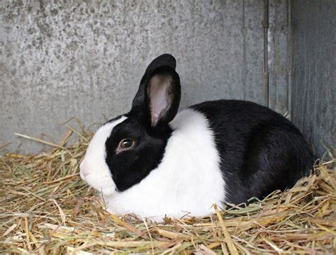 Dutch Rabbit Care Sheet | Here Bunny