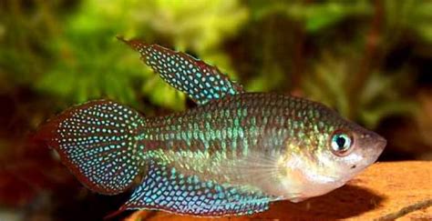 Sparkling Gourami Care and Breeding Guide - WZaquarium