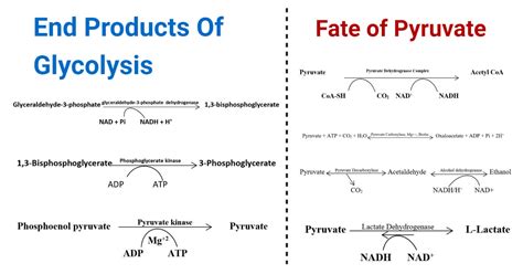 End Products Of Glycolysis and Fate of Pyruvate