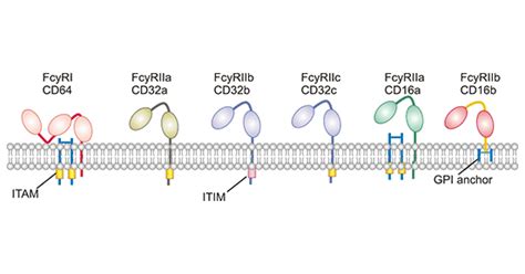 What is Fc Receptor- CUSABIO