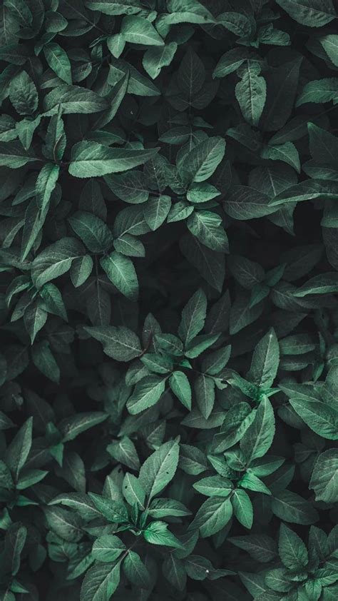 Green Aesthetic Tumblr Wallpapers - Wallpaper Cave