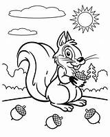 Cute Squirrel And Acorns coloring Page  Download Print Or Color sketch template
