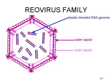 Reovirus - Microbiology - Medbullets Step 1