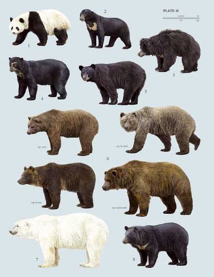 Grizzly Bear vs. Brown Bear