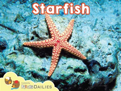 Starfish Free Games | Activities | Puzzles | Online for kids ...