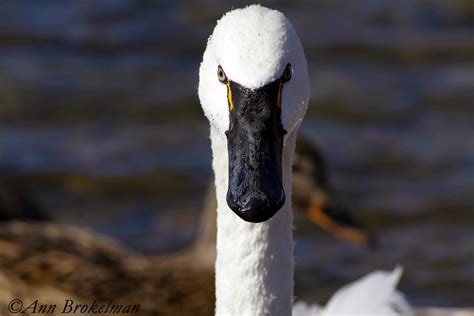 Ann Brokelman Photography: Tundra Swan in Toronto March 2015