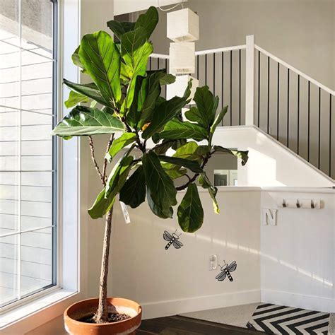 5 Foolproof Steps to Watering Indoor Plants - My Tasteful Space