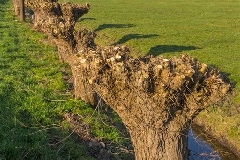 Pollarding of trees to reduce size | Arborlife, Cobham, Surrey