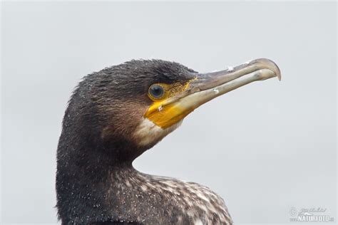 Great Cormorant Photos, Great Cormorant Images, Nature Wildlife ...