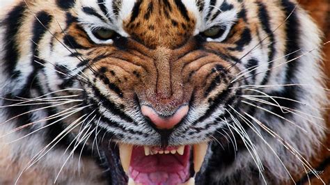 Tiger Face Close Up HD Wallpapers - Wallpaper Cave